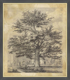 The Enfield Cedar, Jacob George Strutt, 1826