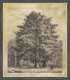 The Larches at Dunkeld, Jacob George Strutt, 1826