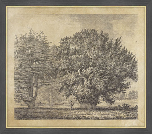 The Yew Tree at Ankerwyke, Jacob George Strutt, 1826