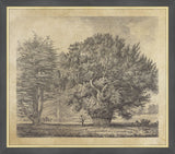 The Yew Tree at Ankerwyke, Jacob George Strutt, 1826