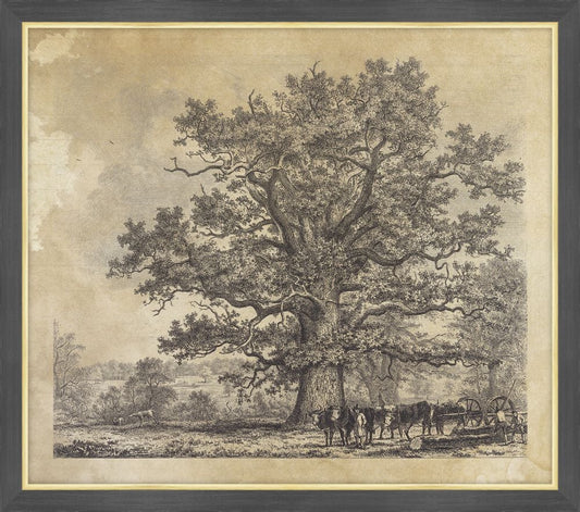 The Squich Bank Oak, Jacob George Strutt, 1826