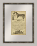 Horse Portraiture II