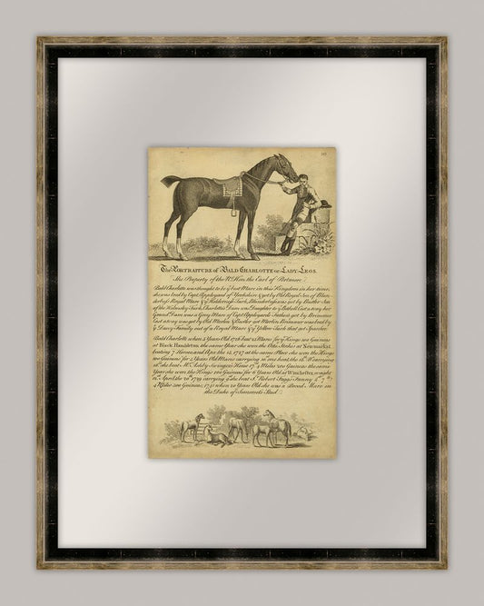 Horse Portraiture VII