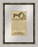 Horse Portraiture VII