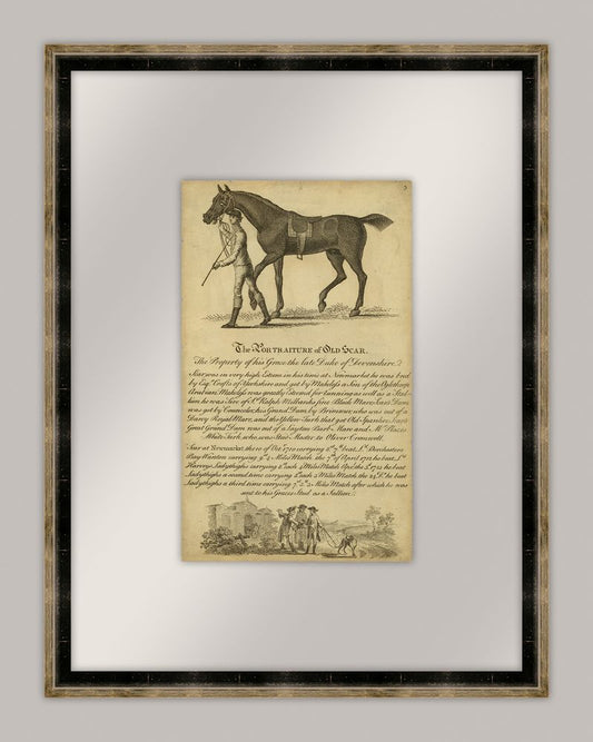 Horse Portraiture VIII