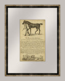 Horse Portraiture VIII