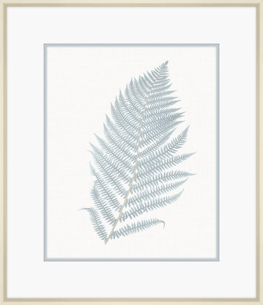 Champagne Stillwater Ferns I