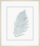 Champagne Stillwater Ferns I