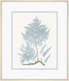 Champagne Stillwater Ferns III