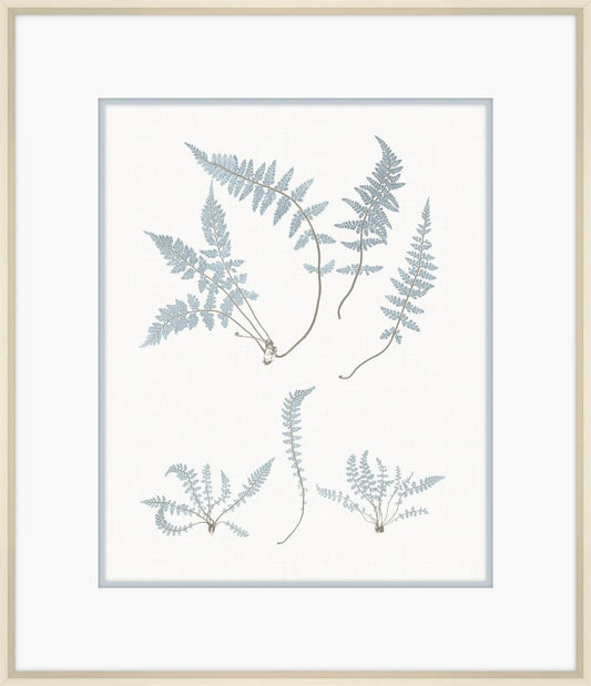 Champagne Stillwater Ferns IV