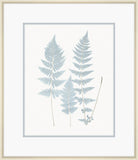 Champagne Stillwater Ferns VI