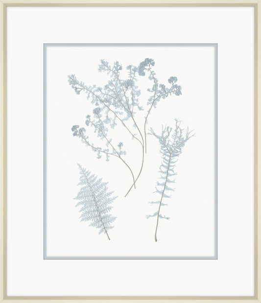 Champagne Stillwater Ferns VII