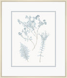 Champagne Stillwater Ferns VII