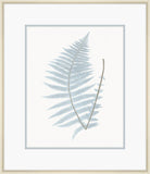 Champagne Stillwater Ferns VIII