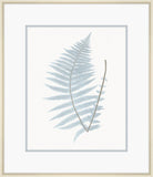 Champagne Stillwater Ferns VIII