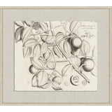 Rheedes Botanicals on Linen I