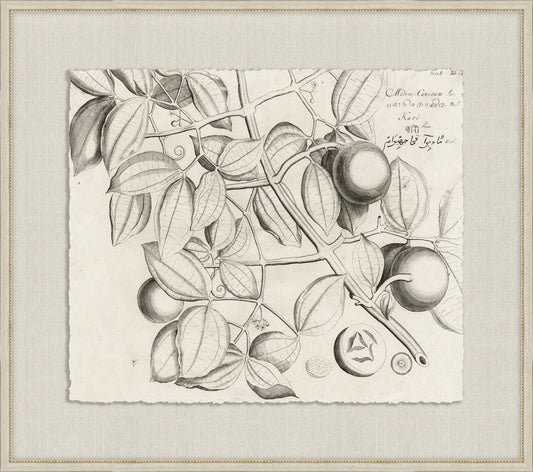 Rheedes Botanicals on Linen I