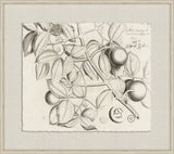 Rheedes Botanicals on Linen I