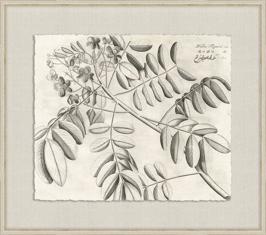 Rheedes Botanicals on Linen II