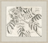 Rheedes Botanicals on Linen II