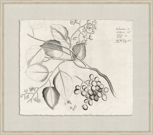 Rheedes Botanicals on Linen III