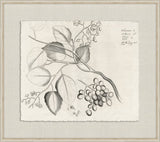 Rheedes Botanicals on Linen III