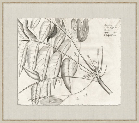 Rheedes Botanicals on Linen IV