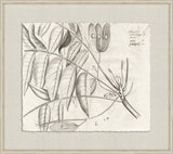 Rheedes Botanicals on Linen IV