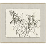 Rheedes Botanicals on Linen V