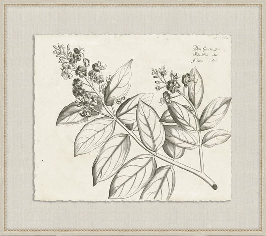 Rheedes Botanicals on Linen V