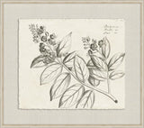 Rheedes Botanicals on Linen V