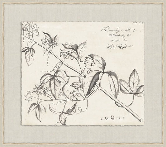 Rheedes Botanicals on Linen VI