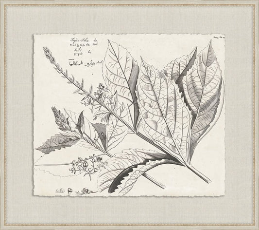 Rheedes Botanicals on Linen VII