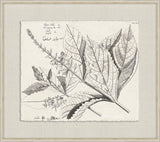 Rheedes Botanicals on Linen VII