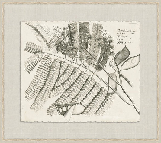 Rheedes Botanicals on Linen VIII