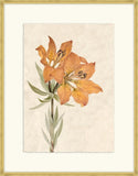 Dorothy s Lillies I
