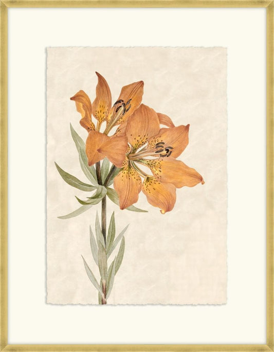 Dorothy s Lillies I