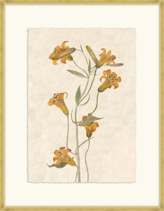 Dorothy s Lillies IV