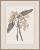 Thoughts of Mary June III