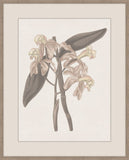 Thoughts of Mary June III