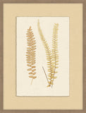 Ferns of Gold I