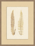 Ferns of Gold II