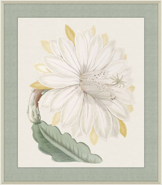 Crenated Torch, Syndam Edwards, 1825