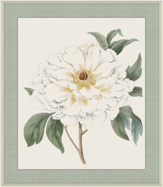 White Tree Peony, Syndam Edwards, 1825