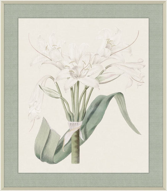 Broad Leaved Crinium, Syndam Edwards, 1825