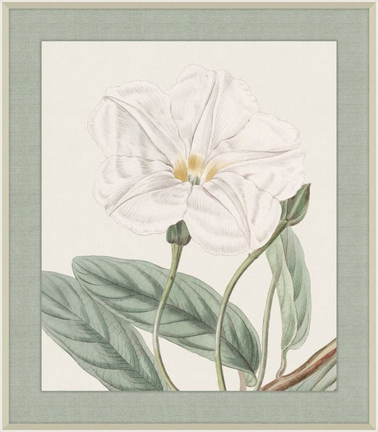 Long Leaved Ipomaea, Syndam Edwards, 1925