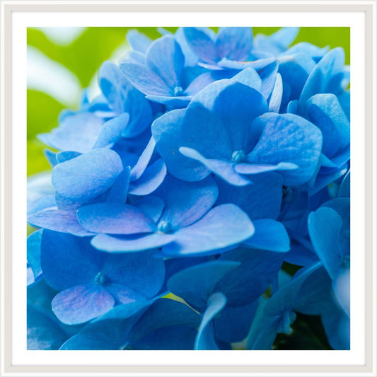 Kate s Hydrangea I