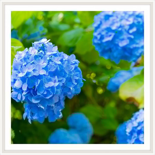 Kate s Hydrangea II