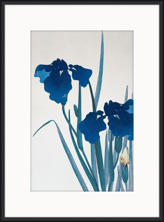 Blue Irises II