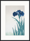 Blue Irises III